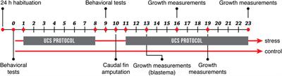 Age-Dependent Effects of Chronic Stress on Zebrafish Behavior and Regeneration